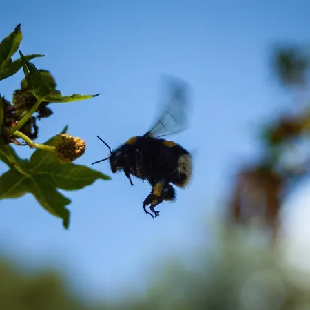 Faralia Отель Фаралия