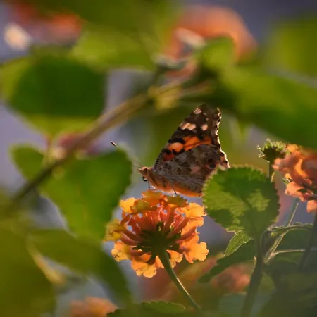 Faralia Отель Фаралия