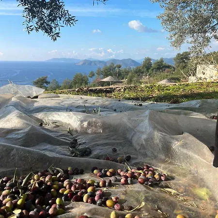 Faralia Фаралия