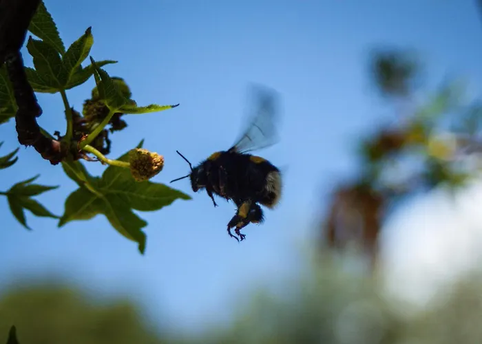 Faralia מלון פאראליה