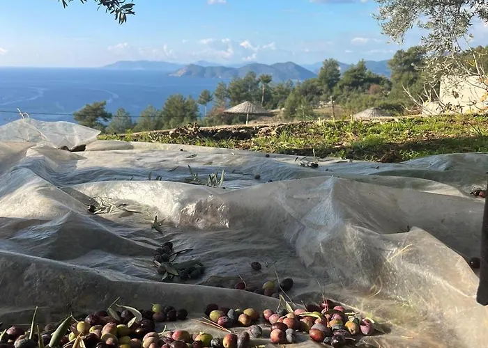 Faralia פאראליה