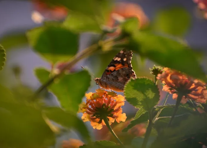 Faralia Hotel Faralya